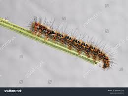 Attēlu rezultāti vaicājumam “Euthrix potatoria imago”