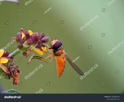 Attēlu rezultāti vaicājumam “Episyrphus balteatus”