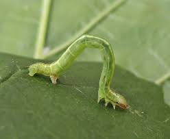 Attēlu rezultāti vaicājumam “Cabera pusaria”