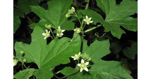 Attēlu rezultāti vaicājumam “Bryonia alba leaf”