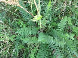 Attēlu rezultāti vaicājumam “Filipendula vulgaris leaf”