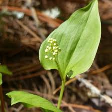 Attēlu rezultāti vaicājumam “Maianthemum bifolium”