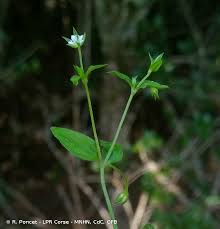 Attēlu rezultāti vaicājumam “Moehringia trinervia”