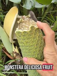 Attēlu rezultāti vaicājumam “Cinna latifolia fruit”