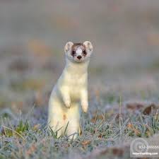 Attēlu rezultāti vaicājumam “Mustela erminea adult”