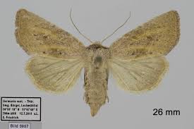 Attēlu rezultāti vaicājumam “Chortodes fluxa”