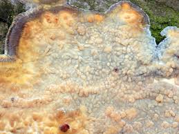 Attēlu rezultāti vaicājumam “Radulomyces confluens”