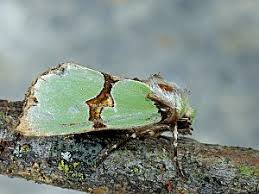 Attēlu rezultāti vaicājumam “Staurophora celsia”