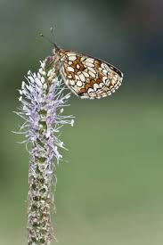 Attēlu rezultāti vaicājumam “Mellicta athalia”