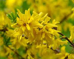 Attēlu rezultāti vaicājumam “Forsythia suspensa flower”