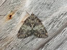 Attēlu rezultāti vaicājumam “Hydriomena impluviata”