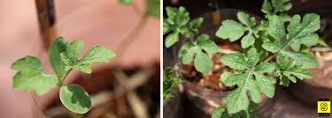 Attēlu rezultāti vaicājumam “Citrullus lanatus leaf”