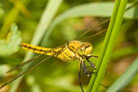 Attēlu rezultāti vaicājumam “Sympetrum sanguineum female”