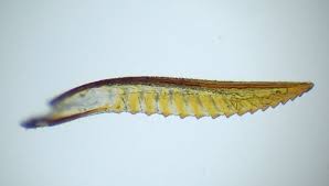 Attēlu rezultāti vaicājumam “Proutia betulina larva”