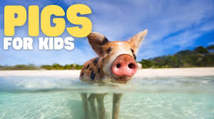 Bildresultat för pigs