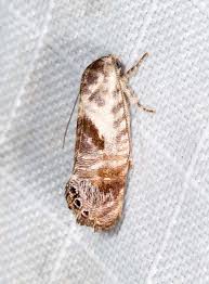 Attēlu rezultāti vaicājumam “Depressariidae”