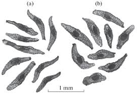 Attēlu rezultāti vaicājumam “Epipactis atrorubens fruit”