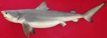 Image result for Carcharhinus leucas