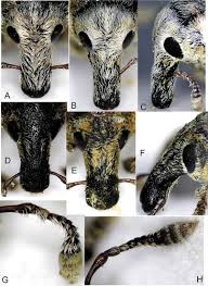 Attēlu rezultāti vaicājumam “Larinus sp.”