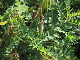 Attēlu rezultāti vaicājumam “Vicia sylvatica bud”