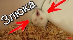 Image result for хомек