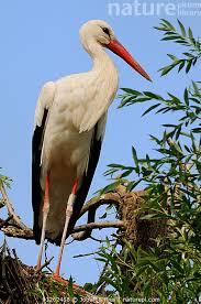 Attēlu rezultāti vaicājumam “Ciconia ciconia”