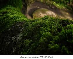 Attēlu rezultāti vaicājumam “Bryales”