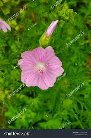 Attēlu rezultāti vaicājumam “Malva moschata flower”