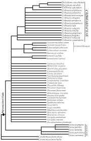 Attēlu rezultāti vaicājumam “Licea pusilla spores”