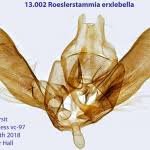Attēlu rezultāti vaicājumam “Roeslerstammia erxlebella”