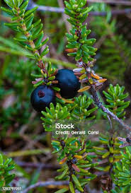 Attēlu rezultāti vaicājumam “Empetrum nigrum leaf”