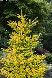 Attēlu rezultāti vaicājumam “Abies koreana”