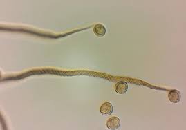 Attēlu rezultāti vaicājumam “Trichia ambigua”