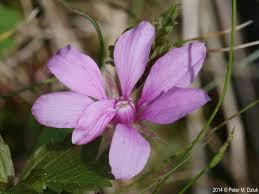Attēlu rezultāti vaicājumam “Rubus arcticus flower”