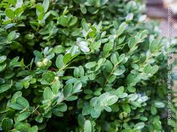 Attēlu rezultāti vaicājumam “Buxus sempervirens”