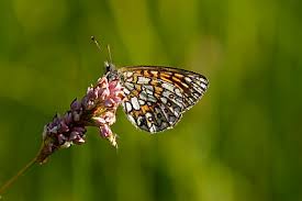 Attēlu rezultāti vaicājumam “Boloria eunomia upperside”