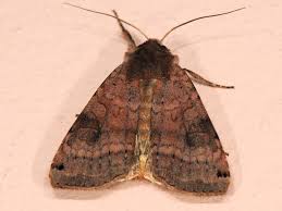 Attēlu rezultāti vaicājumam “Xestia baja”