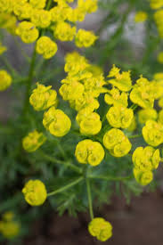 Attēlu rezultāti vaicājumam “Euphorbia cyparissias fruit”