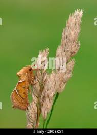 Attēlu rezultāti vaicājumam “Hepialus sylvina”