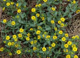 Image result for Sanvitalia procumbens