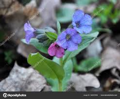 Attēlu rezultāti vaicājumam “Pulmonaria obscura bud”