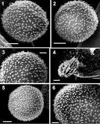 Attēlu rezultāti vaicājumam “Didymium bahiense spores”