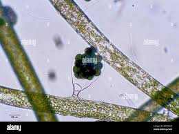 Attēlu rezultāti vaicājumam “Schistidium apocarpum young”