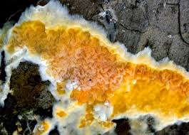 Attēlu rezultāti vaicājumam “Leucogyrophana mollusca”