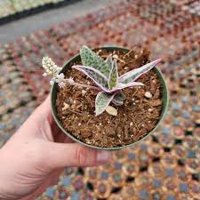 Attēlu rezultāti vaicājumam “Scardia boletella exuvia”