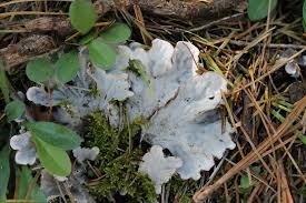 Attēlu rezultāti vaicājumam “Peltigera canina”