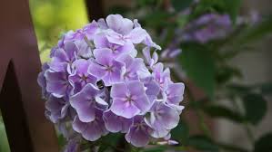 Attēlu rezultāti vaicājumam “Phlox paniculata”