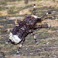 Attēlu rezultāti vaicājumam “Anthribidae”