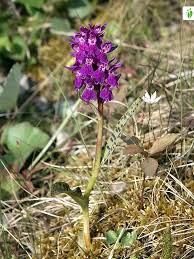 Attēlu rezultāti vaicājumam “Dactylorhiza majalis subsp. baltica leaf”