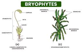 Attēlu rezultāti vaicājumam “Sphagnum angustifolium sporophyte”